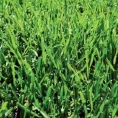 Green meadow grass field - Geisha