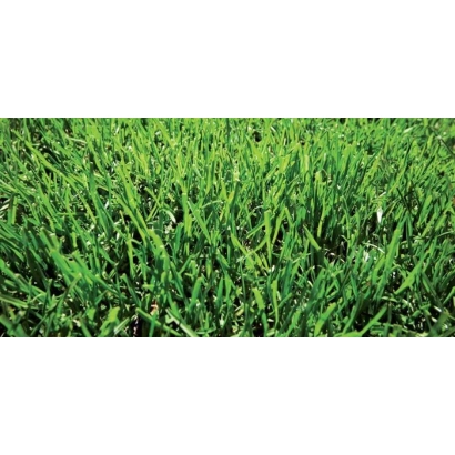 Green meadow grass - Geronimo