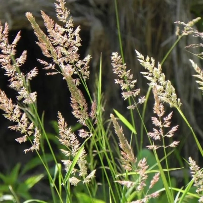 Bluegrass in bloom against a natural background - Clover