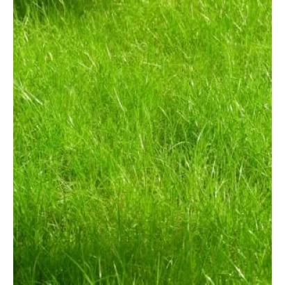 Зелёная мятлик на поле - Лимаги