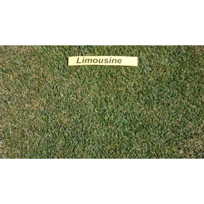 Лимузине на фоне газона