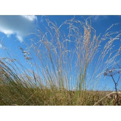 Высокая трава мятлика на фоне голубого неба - ПОБЕДА