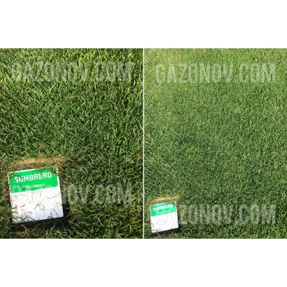 Sombrero grass seed on green lawn with label
