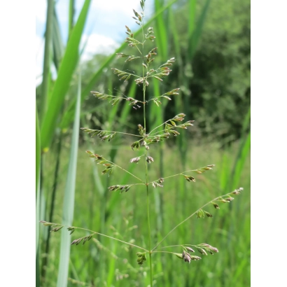 Stalk of Meadow Grass on a green field background - TAMBOWETS