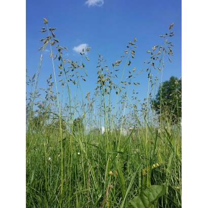 Поле с зелёной травой и голубым небом, соответствует категории Мятлик - ВИСИМ