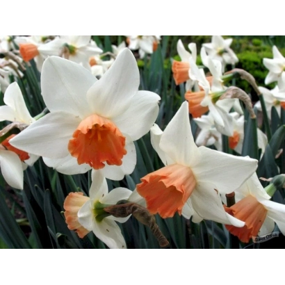 Белые нарциссы с оранжевыми центрами на фоне зелени - Аксент