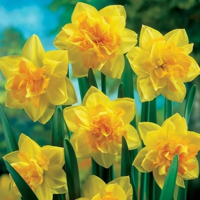 Желтые нарциссы на фоне зелени - Апофеоз