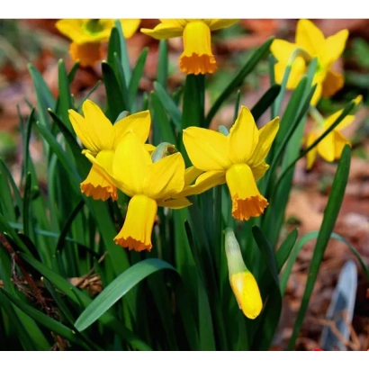 Желтые нарциссы в цветнике - Джетфайер