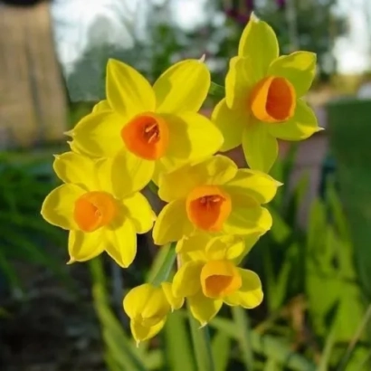Желтые нарциссы сорта Глори ОФ Лисс на фоне зелени