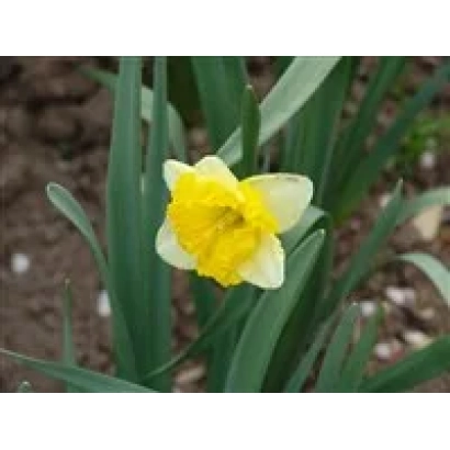 Желтый нарцисс на фоне земли и зелени - Ройял Ориндж