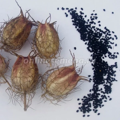 Насіння нігели з плодами на білому фоні - Дива