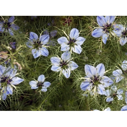 Квіти нігелли на зеленому фоні - Ластівка