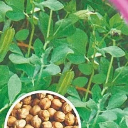 Насіння нуту на тлі рослин з зображенням дозрілих зерен у круглій рамці - Антей