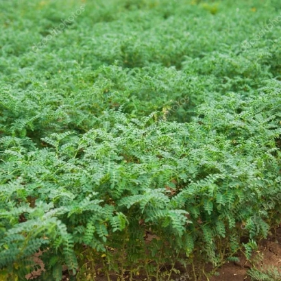 Поле нута Буджак