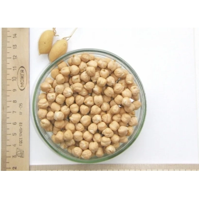 Чечевица в скляній чашці поруч з лінійкою - Галілео