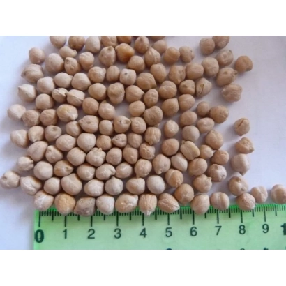 Нут на зеленому лінійці для вимірювання розміру - КРАСНОКУТСЬКИЙ 36