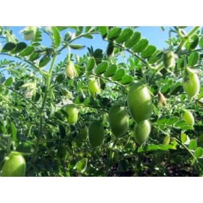 Зеленые стручки нута на ветвях растения на фоне неба - Октавиус