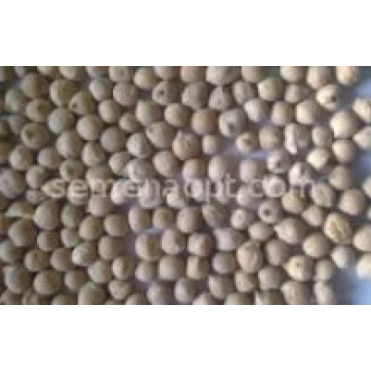 Нут на фоне - Пам'Ять