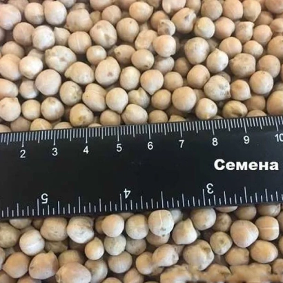 Семена нута на фоне с линейкой - РОЗАННА