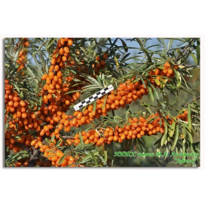 Куст облепихи с плодами и белой этикеткой 'Афина' на ветке.