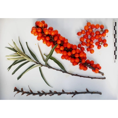 Веточка облепихи с ягодами и листьями на белом фоне - ЯХОНТОВАЯ