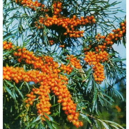 Ветвь облепихи с ягодами на фоне неба - Алтаечка
