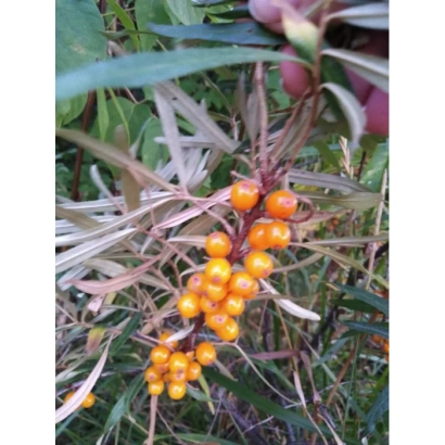 Ягоды облепихи на ветке растения - БАЯН ГОЛ