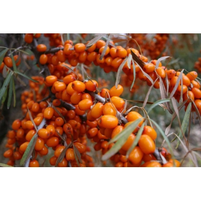 Крупный план ветки облепихи с оранжевыми ягодами - Ботаническая