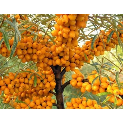 Кущ обліпихи з ягодами на гілках - ЧУЙСЬКА