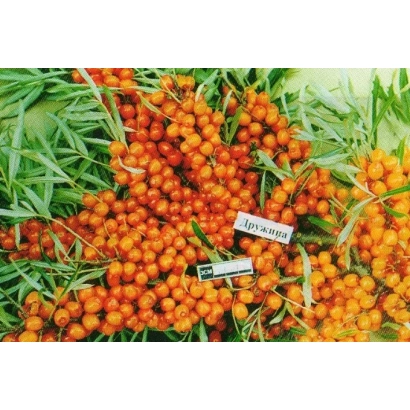 Ягоды облепихи сорта Дружина на ветвях