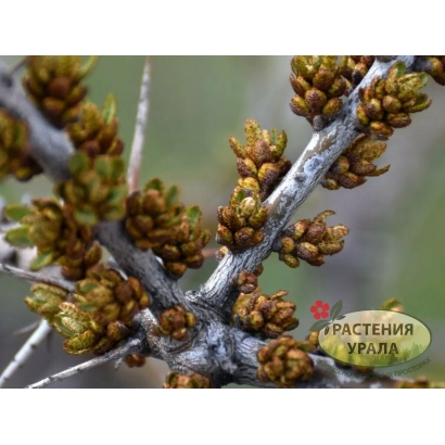 Sea buckthorn seeds from brand РАСТЕНИЯ УРАЛА - Gnom