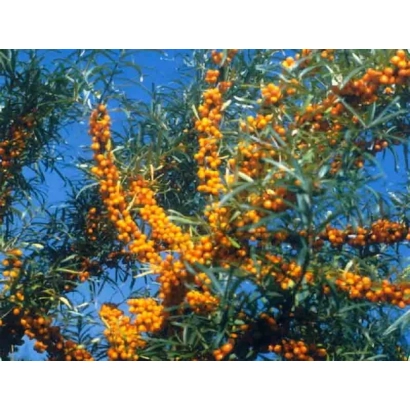 Гілки обліпихи з ягодами на фоні неба - ГОМЕЛЬСЬКА