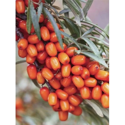 Детальне зображення ягід облепихи на гілці - Каприз