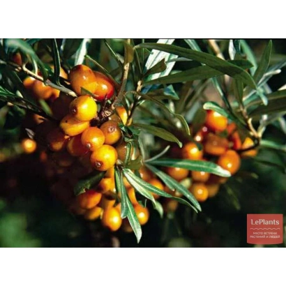 Ягоды облепихи на ветке растения - Казанова