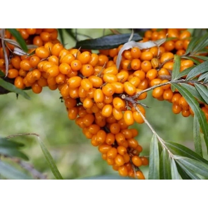 Branch with sea buckthorn berries against green foliage - Kyiv Amber