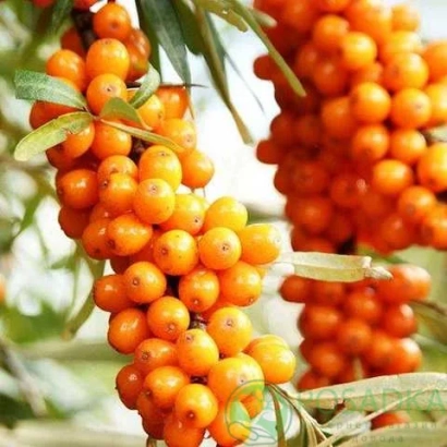 Sea buckthorn berries on plant branches - Libid