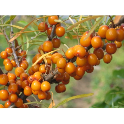 Ветвь с ягодами облепихи на фоне зелени - Морквяна