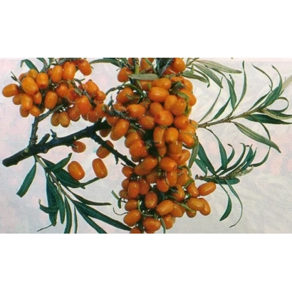 Sea buckthorn branch with berries - NARAN