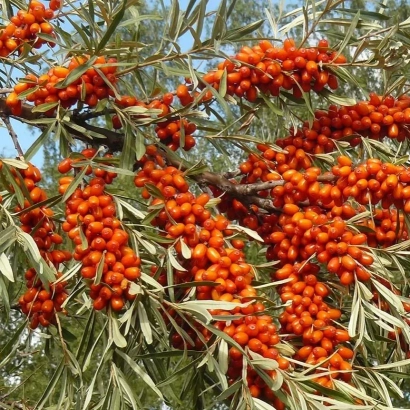 Кущ облепихи з ягодами на гілках - ВІДІЗВАННЯ