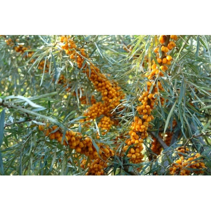 Кущ обліпихи з ягодами - Оляна