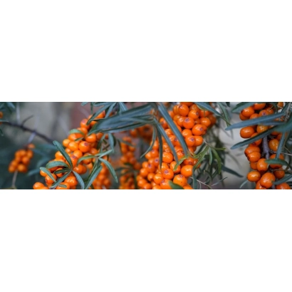 Свежие ягоды облепихи на ветке - Особлива