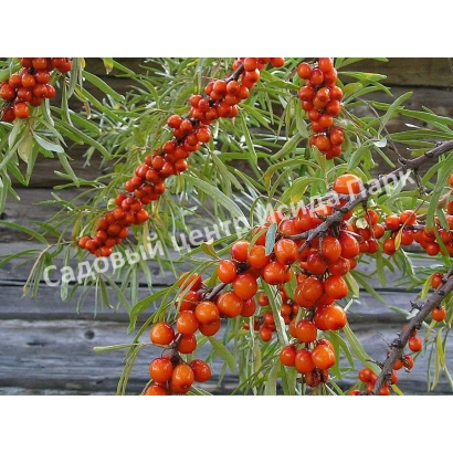 Семена облепихи сорта ПАМЯТИ ЗАХАРОВОЙ на ветке