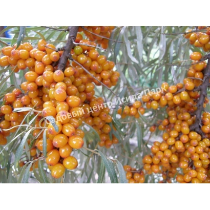 Свежие ягоды облепихи на ветке - РОСТОВСКАЯ ЮБИЛЕЙНАЯ