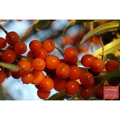 Крупный план ягод облепихи на ветке - РЫЖИК