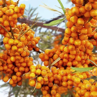 Крупний план гілки з ягодами облепихи - Солодка Жінка