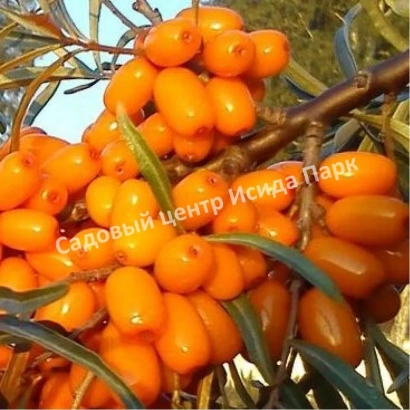 Ягоды облепихи на ветке с надписью Садовый центр Исмаил Парк - Тасхановская