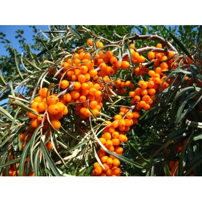 Кістя облепихи на гілках під блакитним небом - ТІНЬГА