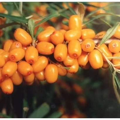 Ягоды облепихи на ветке - Триумф