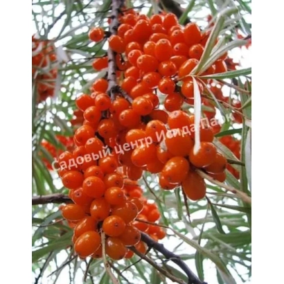 Ягоди облепихи на гілці з написом Садовий центр Усадьба - ТУРАНСЬКА