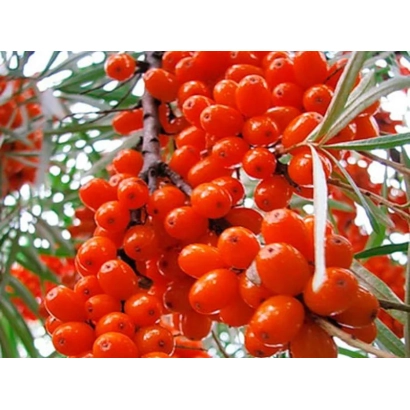 Крупный план ягод облепихи на ветке - УЛАЛА